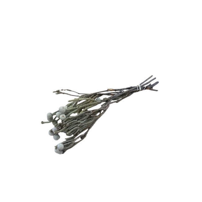 Fleurs séchées Silver Brunia gris naturel | Longueur ± 40 centimètres | Poids ± 50 grammes