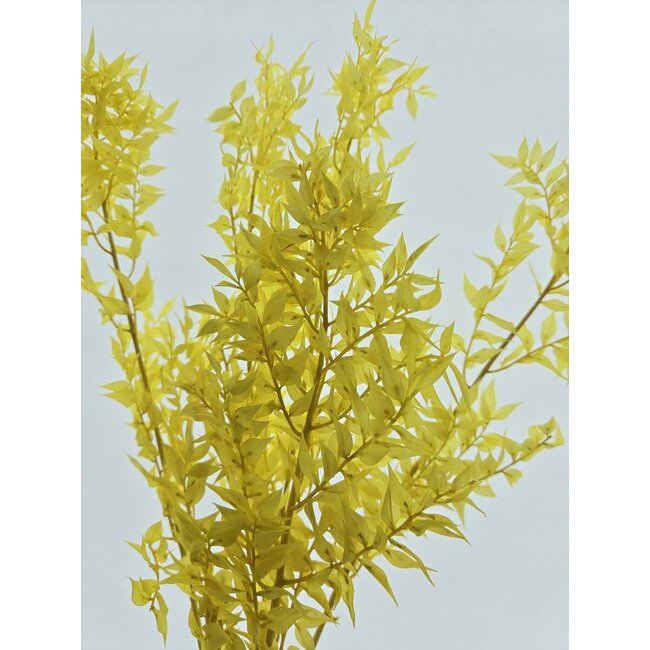 Yellow Ruscus dried flowers | Length ± 65 centimetres | Per 5 stems