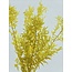 Yellow Ruscus dried flowers | Length ± 65 centimetres | Per 5 stems