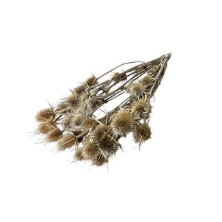 Dutch Dried Natural Dipsacus thistles dried flowers | Length ± 60 centimetres | Per 10 stems