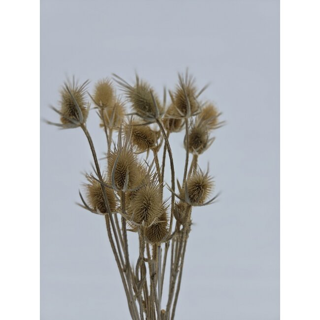 Natural Dipsacus thistles dried flowers | Length ± 60 centimetres | Per 10 stems