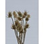 Naturelle Dipsacus distels droogbloemen | Lengte ± 60 centimeter | Per 10 takken