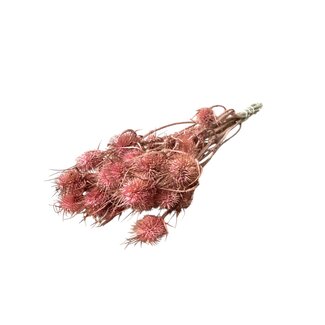 Dutch Dried Pink Cardistella Thistles dried flowers | Length ± 60 centimetres | Per 10 stems
