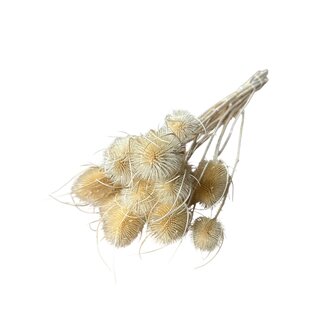Dutch Dried White bleached Cardistella Thistles dried flowers | Length ± 55 centimetres | Per 10 stems