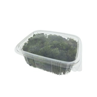 Casa Alegria Green preserved Reindeer Moss from Iceland | Packed per 150 grams