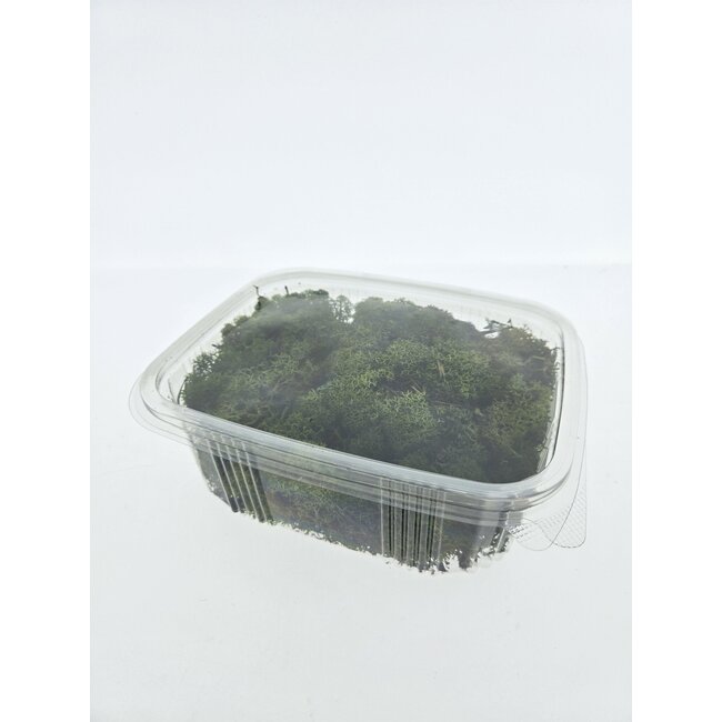 Green preserved Reindeer Moss from Iceland | Packed per 150 grams