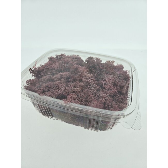 Lichen de renne rose préservé d'Islande | Emballé par 150 grammes