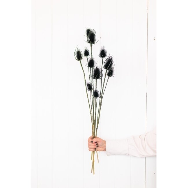 Black Cardistella Thistles dried flowers | Length ± 60 centimetres | Per 10 stems
