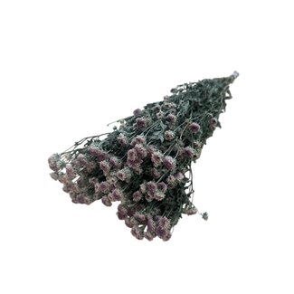 Dutch Dried Natürlich hellviolette Chrysanthemen Minima Trockenblumen | Länge ± 60 Zentimeter | Gewicht ± 80 Gramm