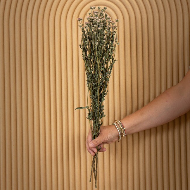 Naturel lichtpaarse Chrysanten Minima droogbloemen | Lengte ± 60 centimeter | Gewicht ± 80 gram