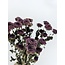 Natural purple Chrysanthemums PomPom dried flowers | Length ± 60 centimetres | Weight ± 100 grams