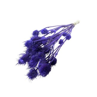 Dutch Dried Purple Cardistella Thistles dried flowers | Length ± 60 centimetres | Per 10 stems