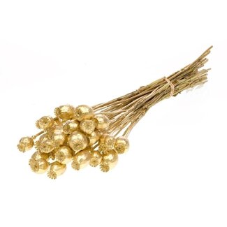 Dutch Dried Goldfarbene Papaver Somniferum Trockenblumen | Länge ± 65 Zentimeter | Gewicht ± 200 Gramm