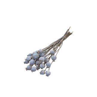 Dutch Dried White Misty Papaver Somniferum dried flowers | Length ± 65 centimetres | Weight ± 200 grams