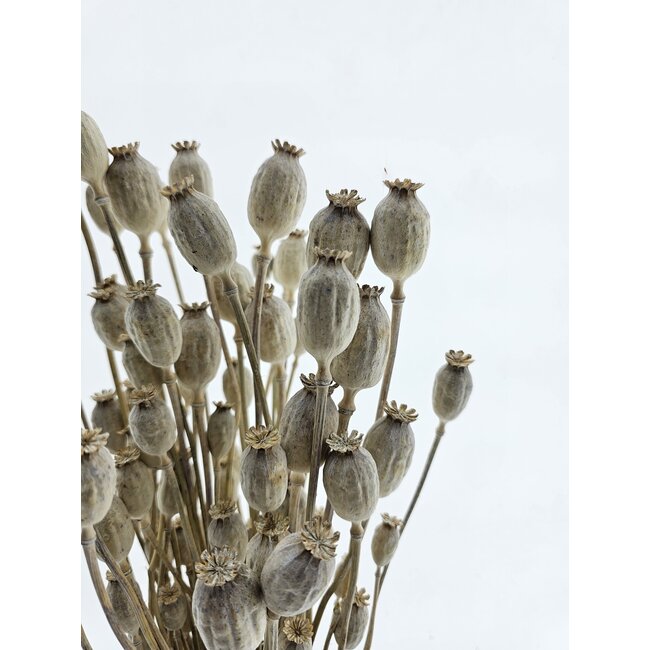 White Misty Papaver Somniferum fleurs séchées | Longueur ± 65 centimètres | Poids ± 200 grammes
