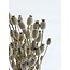 White Misty Papaver Somniferum fleurs séchées | Longueur ± 65 centimètres | Poids ± 200 grammes