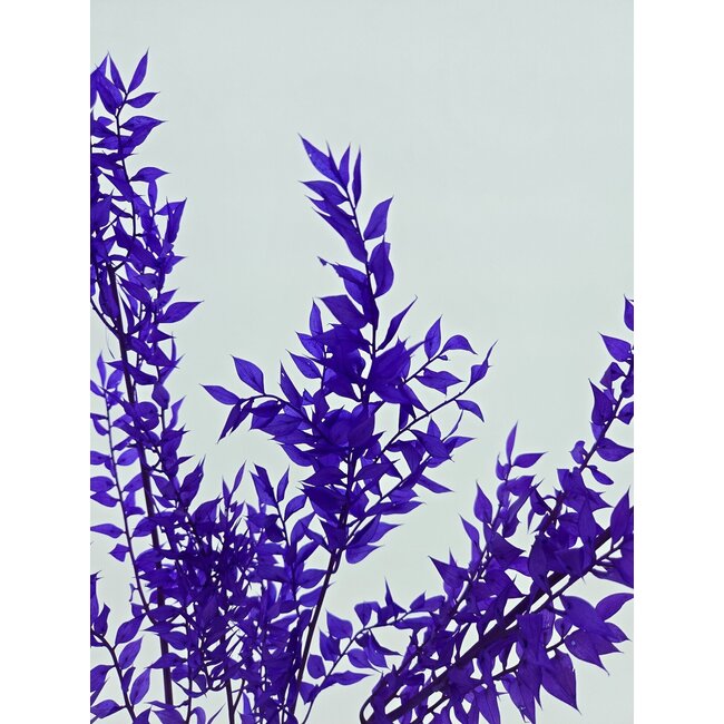 Purple Ruscus dried flowers | Length ± 65 centimetres | Weight ± 100 grams
