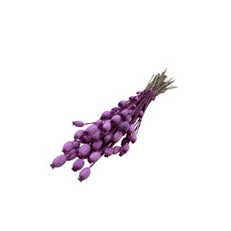 Dutch Dried Fuchsia purple Papaver Somniferum dried flowers | Length ± 65 centimetres | Weight ± 200 grams