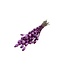Fuchsia purple Papaver Somniferum dried flowers | Length ± 65 centimetres | Weight ± 200 grams