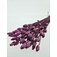 Fuchsia violettes Papaver Somniferum fleurs séchées | Longueur ± 65 centimètres | Poids ± 200 grammes