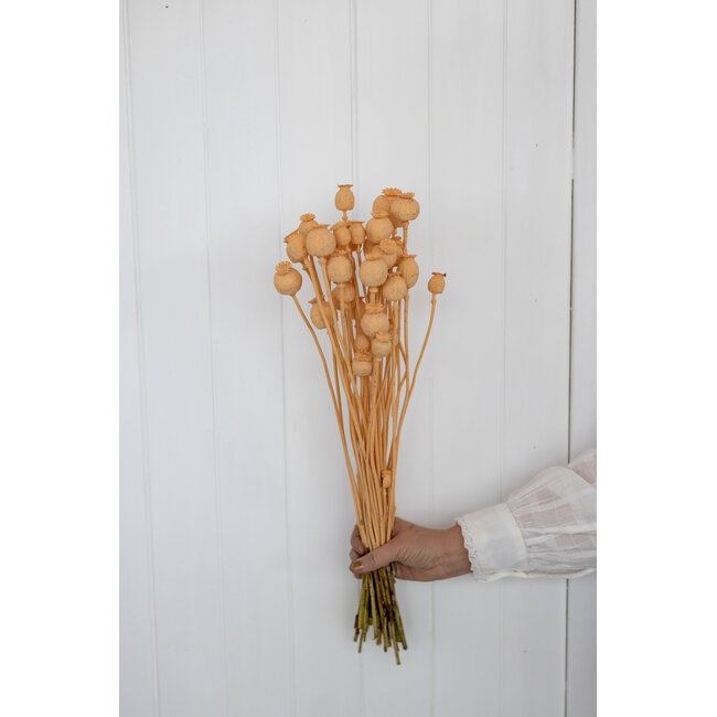 Zalmkleurige Papaver Somniferum droogbloemen | Lengte ± 65 centimeter | Gewicht ± 200 gram