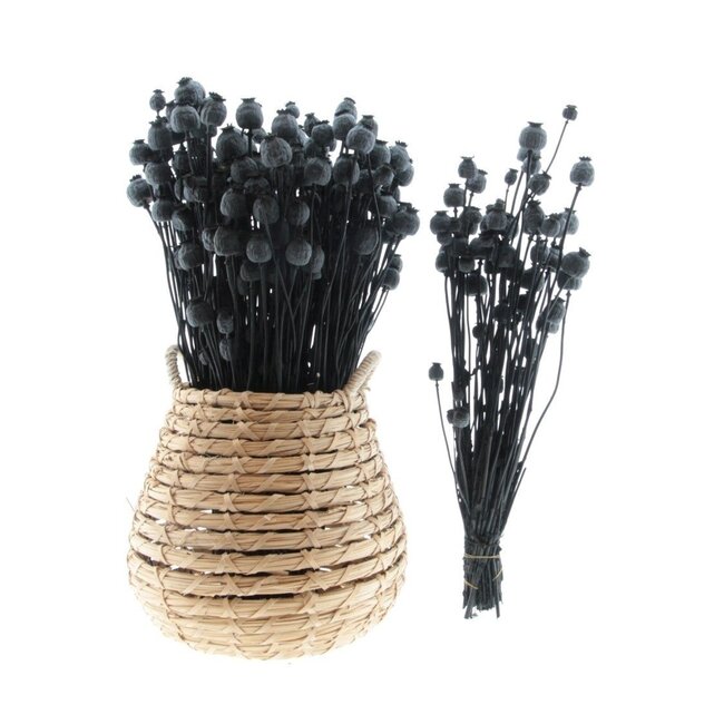 Black Papaver Somniferum dried flowers | Length ± 65 centimetres | Weight ± 200 grams