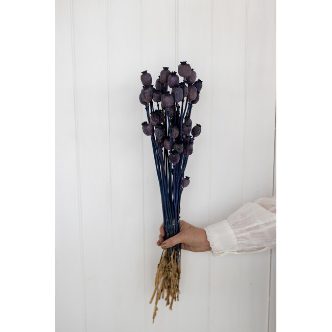 Donkerblauwe Papaver Somniferum droogbloemen | Lengte ± 65 centimeter | Gewicht ± 200 gram