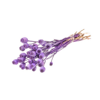 Dutch Dried Purple Papaver Somniferum dried flowers | Length ± 65 centimetres | Weight ± 200 grams