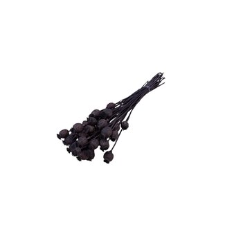 Dutch Dried Papaver somniferum séchées brunes | Longueur ± 65 centimètres | Poids ± 200 grammes