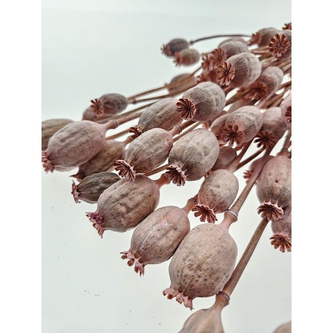 Pink Papaver Somniferum dried flowers | Length ± 65 centimetres | Weight ± 200 grams