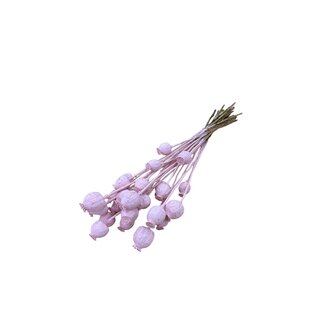Dutch Dried Pink Misty Papaver Somniferum dried flowers | Length ± 65 centimetres | Weight ± 200 grams