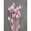 Pink Misty Papaver Somniferum dried flowers | Length ± 65 centimetres | Weight ± 200 grams