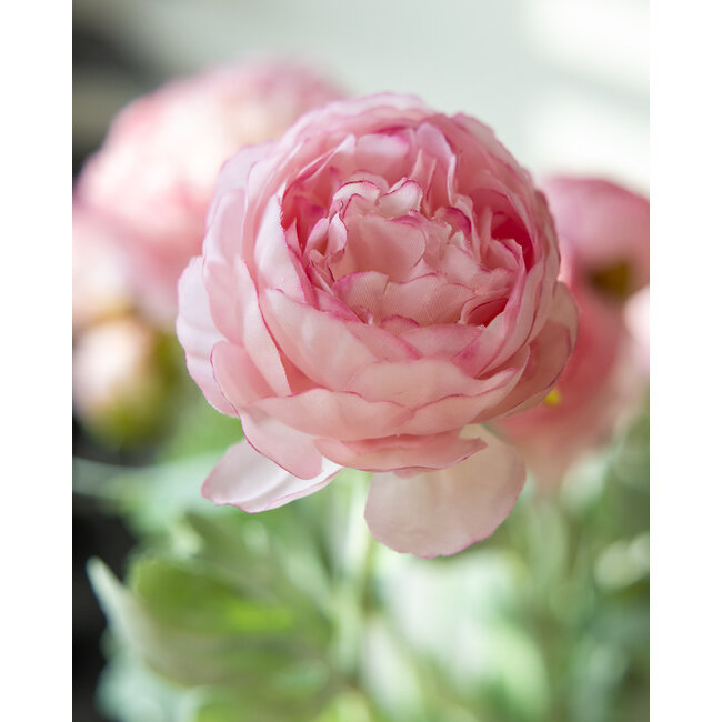Renoncules Roses | Renoncule ou Fleurs de Beurre artificielles | Longueur ± 50 centimètres | Avec 3 fleurs par tige