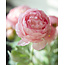 Renoncules Roses | Renoncule ou Fleurs de Beurre artificielles | Longueur ± 50 centimètres | Avec 3 fleurs par tige