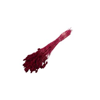 Casa Alegria Phalaris rouge fleurs séchées | Longueur ± 65 centimètres | Poids ± 150 grammes