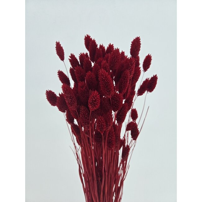 Rote Phalaris Trockenblumen | Länge ± 65 Zentimeter | Gewicht ± 150 Gramm