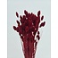 Phalaris séchées rouges | Longueur ± 65 centimètres | Poids ± 150 grammes