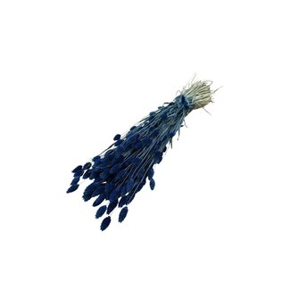Dutch Dried Donkerblauwe Phalaris droogbloemen | Lengte ± 65 centimeter | Gewicht ± 150 gram