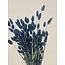 Dark blue Phalaris dried flowers | Length ± 65 centimetres | Weight ± 150 grams