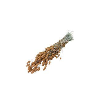 Dutch Dried Salmon-coloured Phalaris dried flowers | Length ± 65 centimetres | Weight ± 150 grams