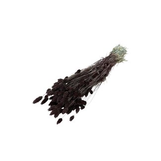 Dutch Dried Bruine Phalaris droogbloemen | Lengte ± 65 centimeter | Gewicht ± 150 gram
