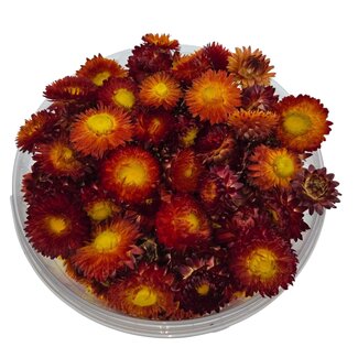Dutch Dried Köpfe Rotes Helichrysum - Strohblumen | In wiederverschließbarem Eimer | Gewicht ± 100 Gramm