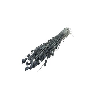 Dutch Dried Grey Misty Phalaris dried flowers | Length ± 65 centimetres | Weight ± 150 grams
