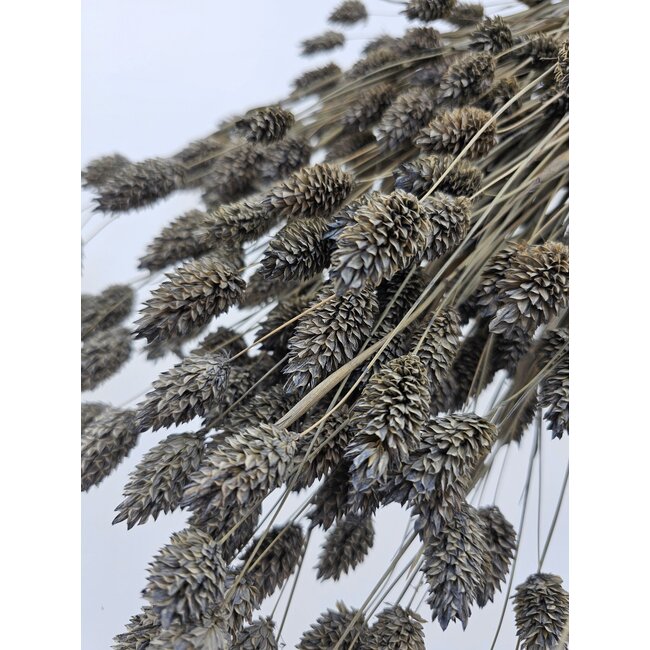 Graue Misty Phalaris Trockenblumen | Länge ± 65 Zentimeter | Gewicht ± 150 Gramm