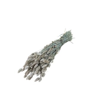 Dutch Dried Frosted White Phalaris dried flowers | Length ± 65 centimetres | Weight ± 150 grams