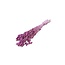Phalaris séchées rose foncé | Longueur ± 65 centimètres | Poids ± 150 grammes