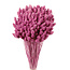 Dark Pink Phalaris Dried Flowers | Length ± 65 centimetres | Weight ± 150 grams