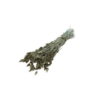 Dutch Dried Goudkleurige Phalaris droogbloemen | Lengte ± 65 centimeter | Gewicht ± 150 gram