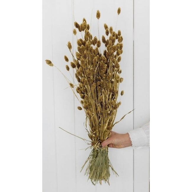Goudkleurige Phalaris droogbloemen | Lengte ± 65 centimeter | Gewicht ± 150 gram