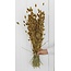 Golden Phalaris dried flowers | Length ± 65 centimetres | Weight ± 150 grams